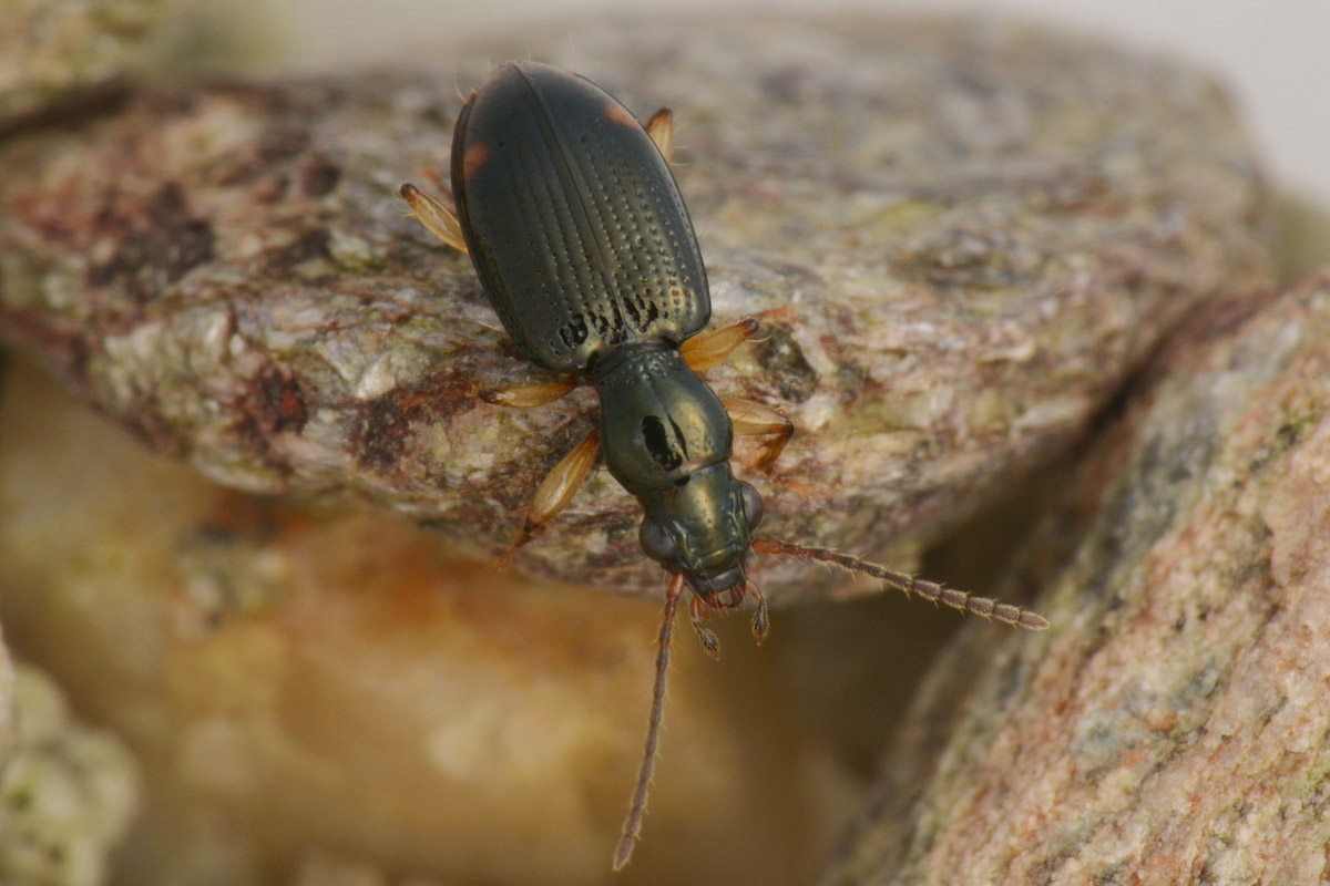 Carabidae: Sinechostictus elongatus